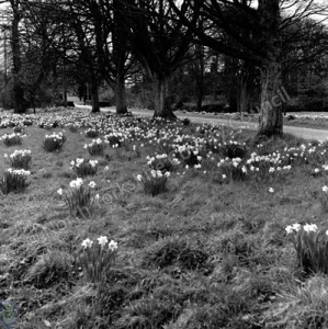 Daffodils, Welburn